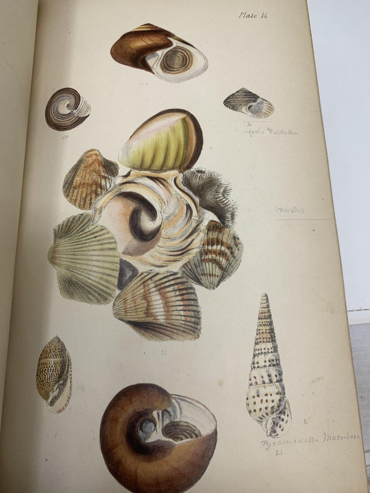 Item #85070 INITIAMENTA CONCHOLOGICA OR ELEMENTS OF CONCHOLOGY, COMPRISING THE PHYSIOLOGICAL HISTORY OF SHELLS AND THEIR MOLLUSCOUS INHABITANTS, THEIR STRUCTURE, GEOGRAPHICAL DISTRIBUTION, HABITS, CHARACTERS, AFFINITIES, ARRANGEMENT, AND ENUMERATION OF SPECIES. Lovell Reeve.