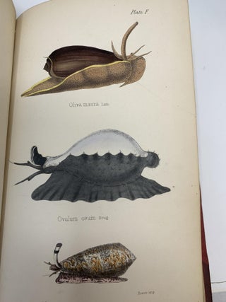 INITIAMENTA CONCHOLOGICA OR ELEMENTS OF CONCHOLOGY, COMPRISING THE PHYSIOLOGICAL HISTORY OF SHELLS AND THEIR MOLLUSCOUS INHABITANTS, THEIR STRUCTURE, GEOGRAPHICAL DISTRIBUTION, HABITS, CHARACTERS, AFFINITIES, ARRANGEMENT, AND ENUMERATION OF SPECIES