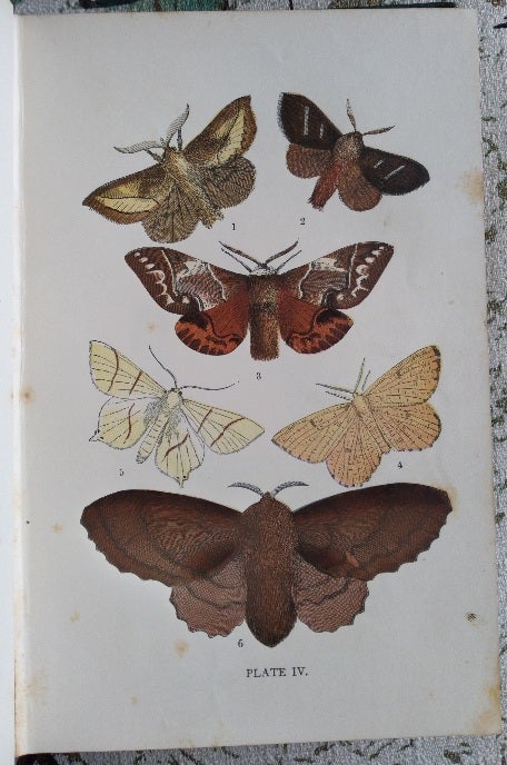 Wood, J.G. - The Common Moths of England